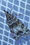 Eudonia mercurella