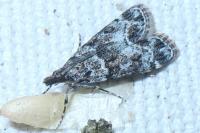 Eudonia mercurella