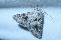Hecatera bicolorata