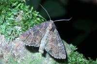 Mesapamea secalella/secalis