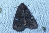 Mesapamea secalella/secalis
