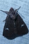 Mesapamea secalella/secalis