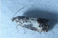 Pammene fasciana