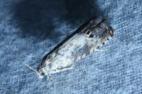 Pammene fasciana