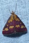 Pyrausta purpuralis