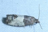 Spilonota ocellana