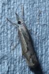 Agriphila geniculea