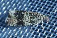 Celypha lacunana
