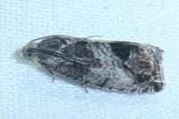 Cydia splendana