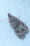 Eudonia mercurella