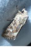 Luperina dumerilii