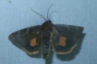 Noctua janthe