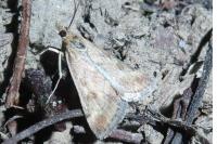 Pyrausta despicata