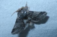 Thaumetopoea processionea