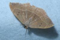 Watsonalla binaria