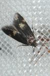 Borkhausenia minutella