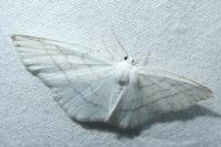 Cabera pusaria