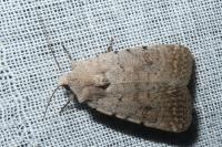 Caradrina clavipalpis