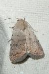 Caradrina clavipalpis