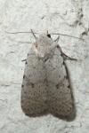 Caradrina clavipalpis