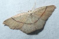 Cyclophora punctaria