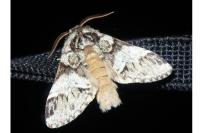 Drymonia dodonaea