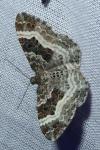 Epirrhoe alternata