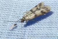 Homoeosoma sinuella