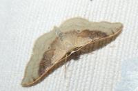 Idaea degeneraria
