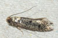 Niditinea fuscella