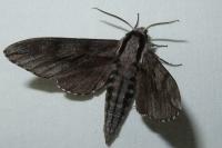 Hyloicus pinastri