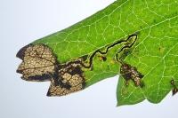 Stigmella hybnerella