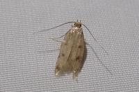 Borkhausenia nefrax