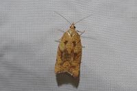 Acleris rhombana