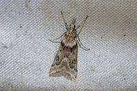 Eudonia angustea