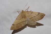 Colotois pennaria