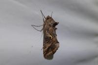 Autographa gamma