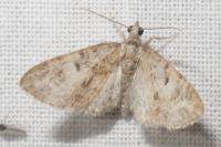 Eupithecia dodoneata