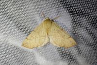 Colotois pennaria