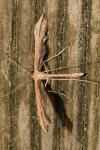 Emmelina argoteles/monodactyla