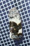 Acontia lucida