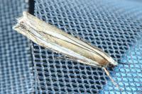 Crambus pascuella