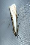Crambus pascuella