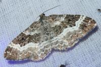 Epirrhoe alternata