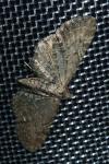 Eupithecia vulgata