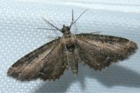 Eupithecia vulgata