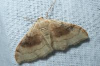 Idaea degeneraria
