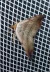 Laspeyria flexula