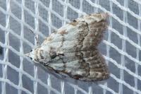 Nola confusalis