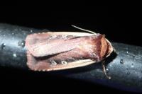 Ochropleura plecta